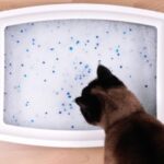Silikoninis kraikas katėms – ar verta išbandyti?